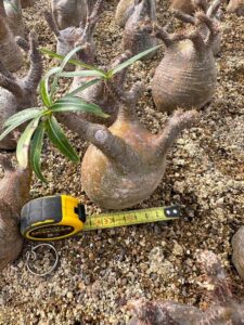 pachypodium gracilius