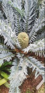 Encephalartos horridus seeds in bulk