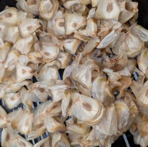 Welwitschia Mirabilis Seeds for Sale