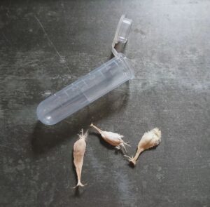 Welwitschia Mirabilis Seeds for Sale