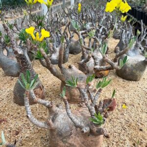 Pachypodium gracilius