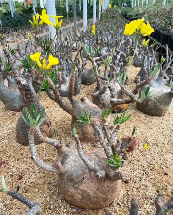 Pachypodium gracilius