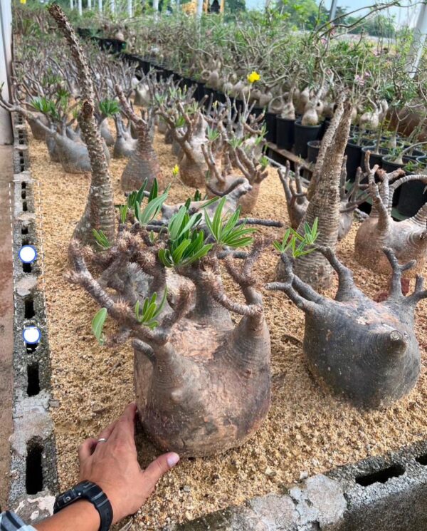 Pachypodium gracilius