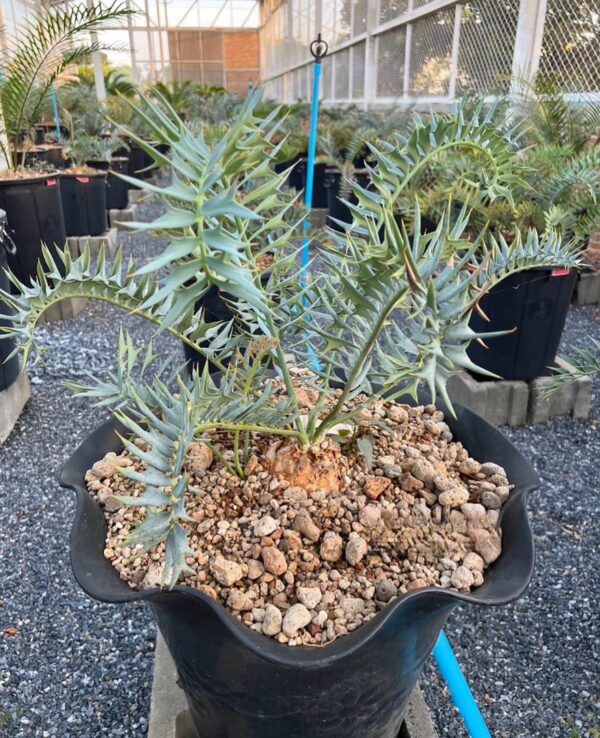 Encephalartos horridus
