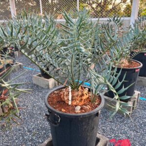 Encephalartos horridus