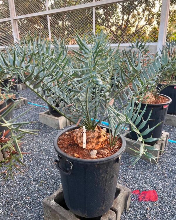 Encephalartos horridus