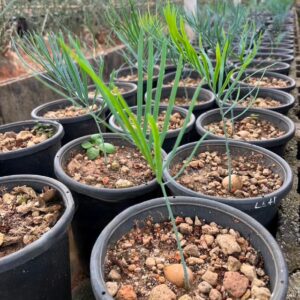 Cycas cairnsiana