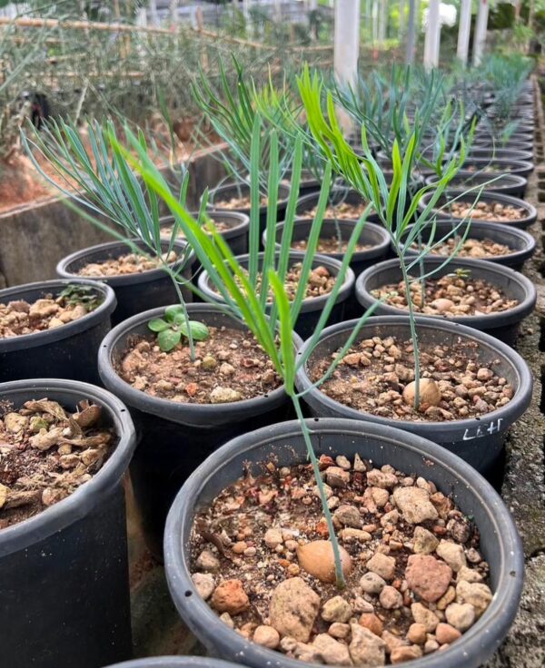 Cycas cairnsiana