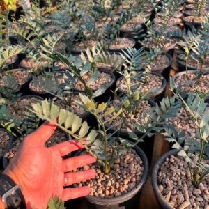 Encephalartos Horridus Seedlings