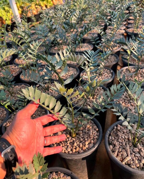 Encephalartos Horridus Seedlings