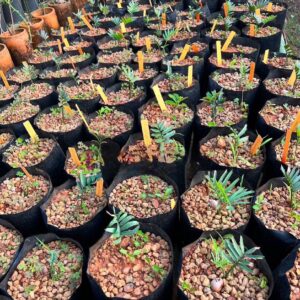 Encephalartos Horridus Seedlings