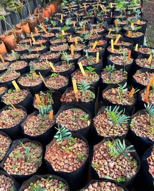 Encephalartos Horridus Seedlings