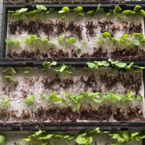 Dioscorea elephantipes seedlings