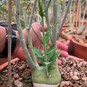 Adenia pechuelii 