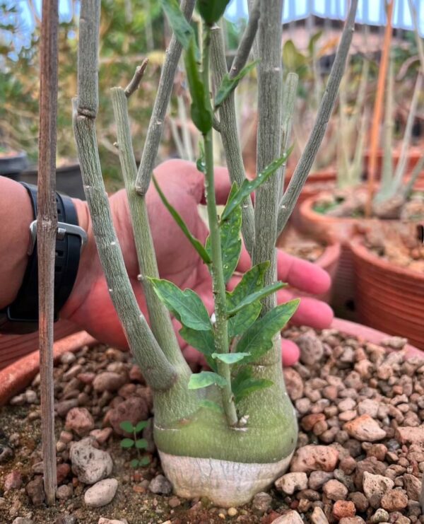 Adenia pechuelii 