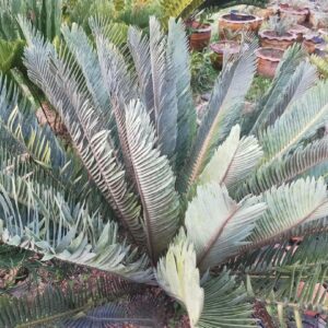 Encephalartos hirsutus