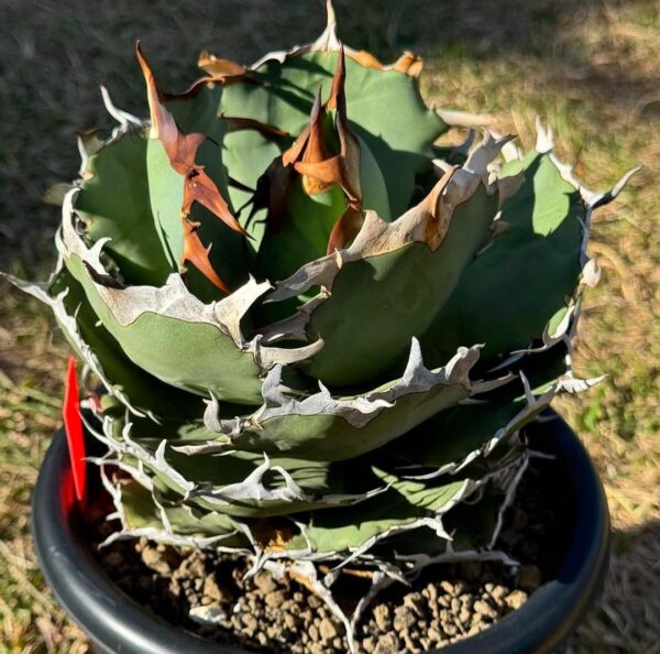Agave titanota