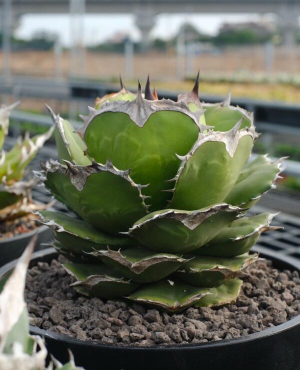 Agave titanota