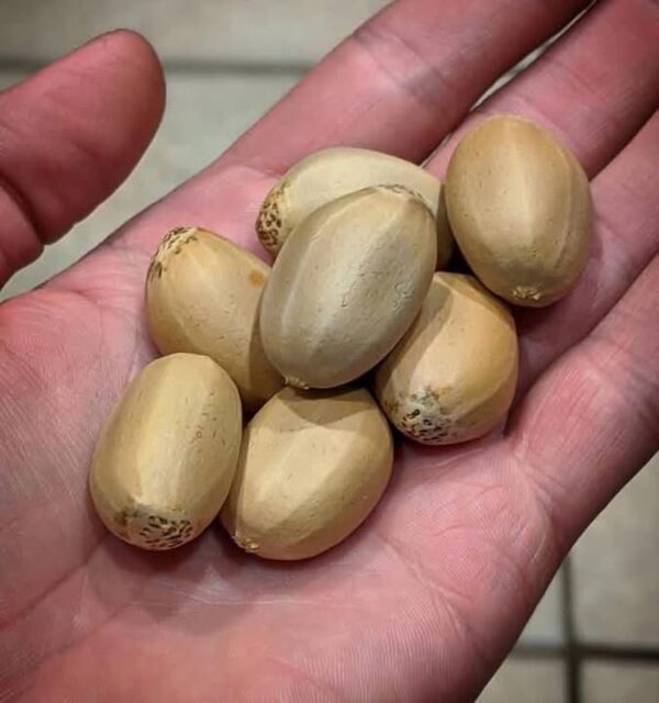Encephalartos horridus seeds