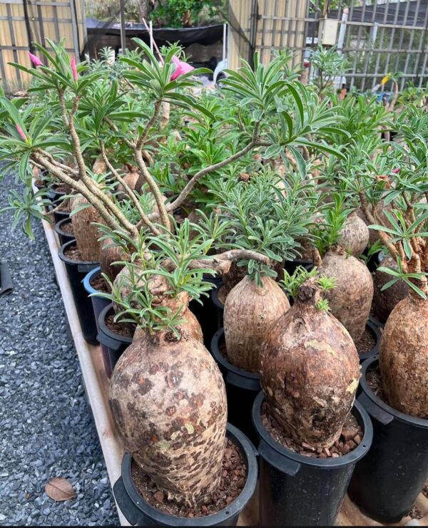 Adenium swazicum