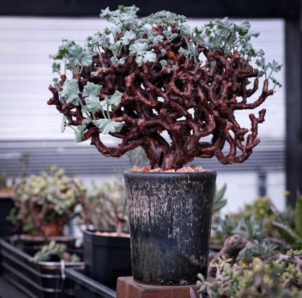Pelargonium Mirabile - Image 2