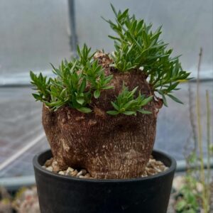 Pachypodium bispinosum