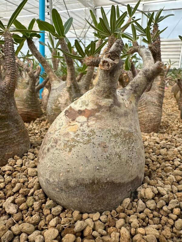Pachypodium gracilius