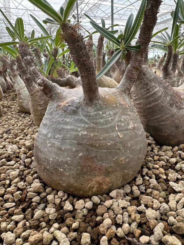 Pachypodium gracilius