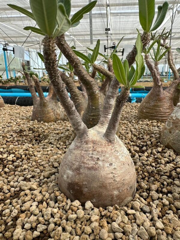Pachypodium gracilius