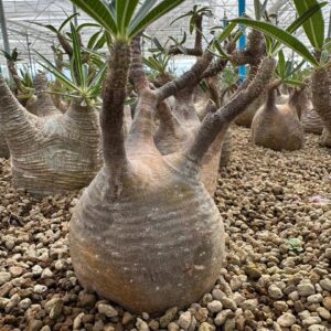 Pachypodium gracilius