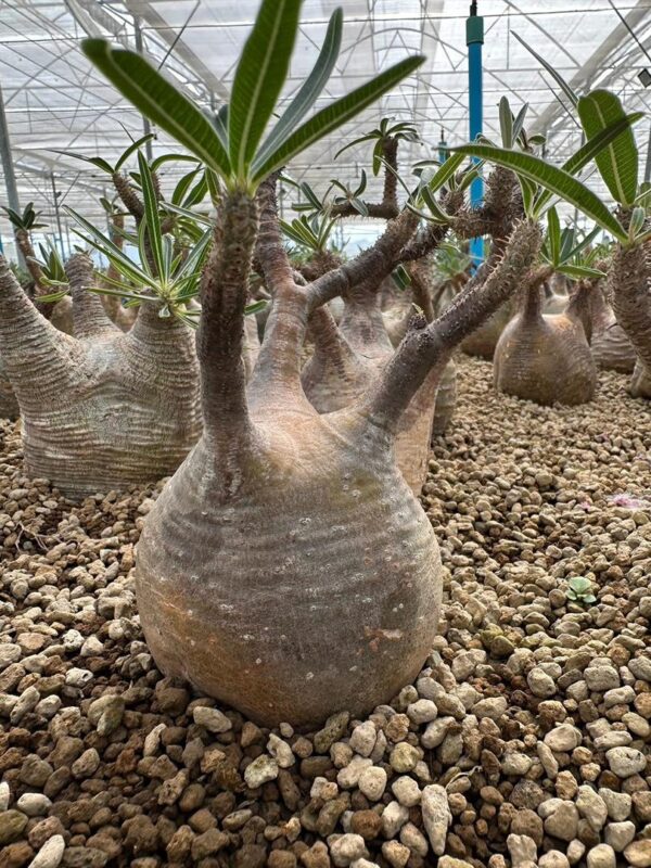 Pachypodium gracilius