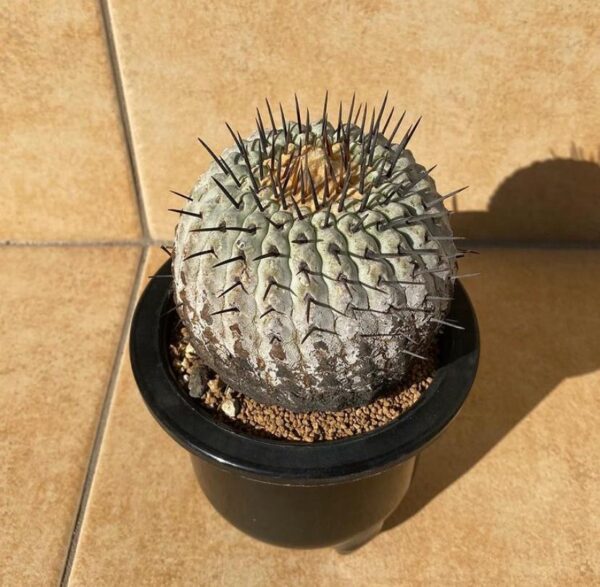 Copiapoa for sale