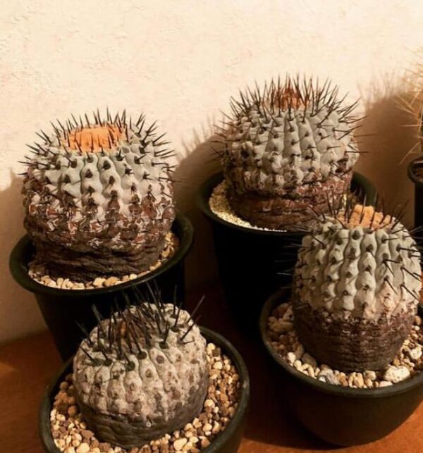 Copiapoa for sale