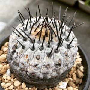 Copiapoa for sale
