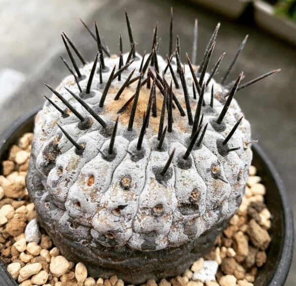 Copiapoa for sale
