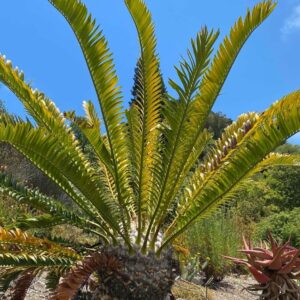 Encephalartos altensteinii