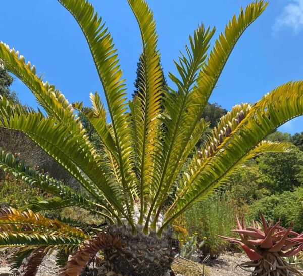 Encephalartos altensteinii