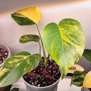 Monstera Deliciosa Aurea Variegated