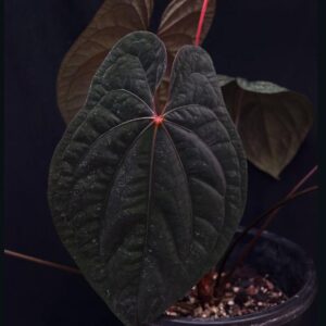 Anthurium Dark Phoenix