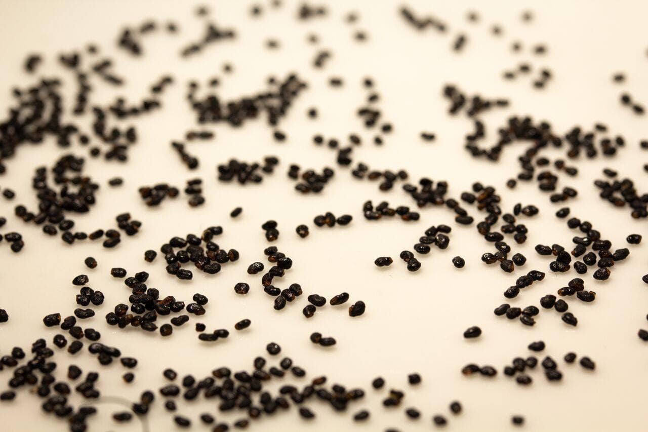 Lophophora williamsii seeds