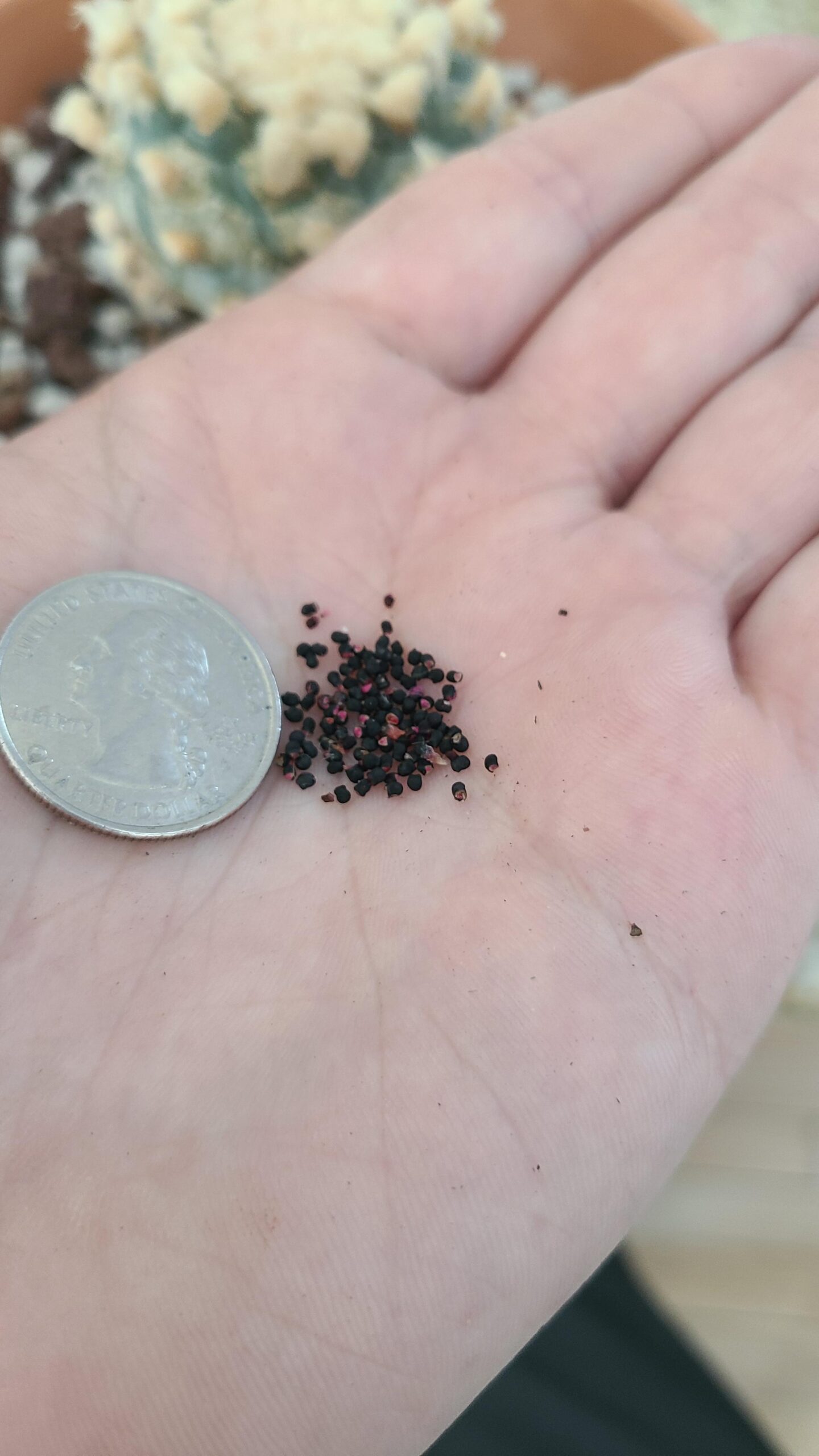 Lophophora williamsii seeds