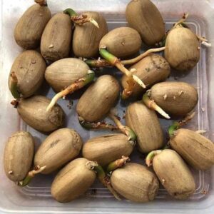 Encephalartos Hirsutus Seeds