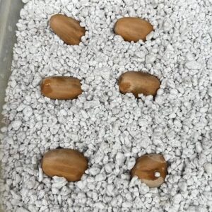 Encephalartos Nubimontanus Seeds