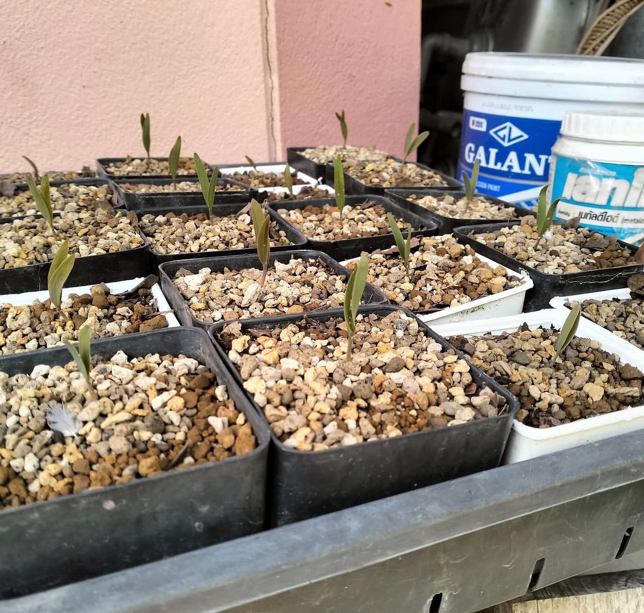 Welwitschia Mirabilis Seeds for Sale