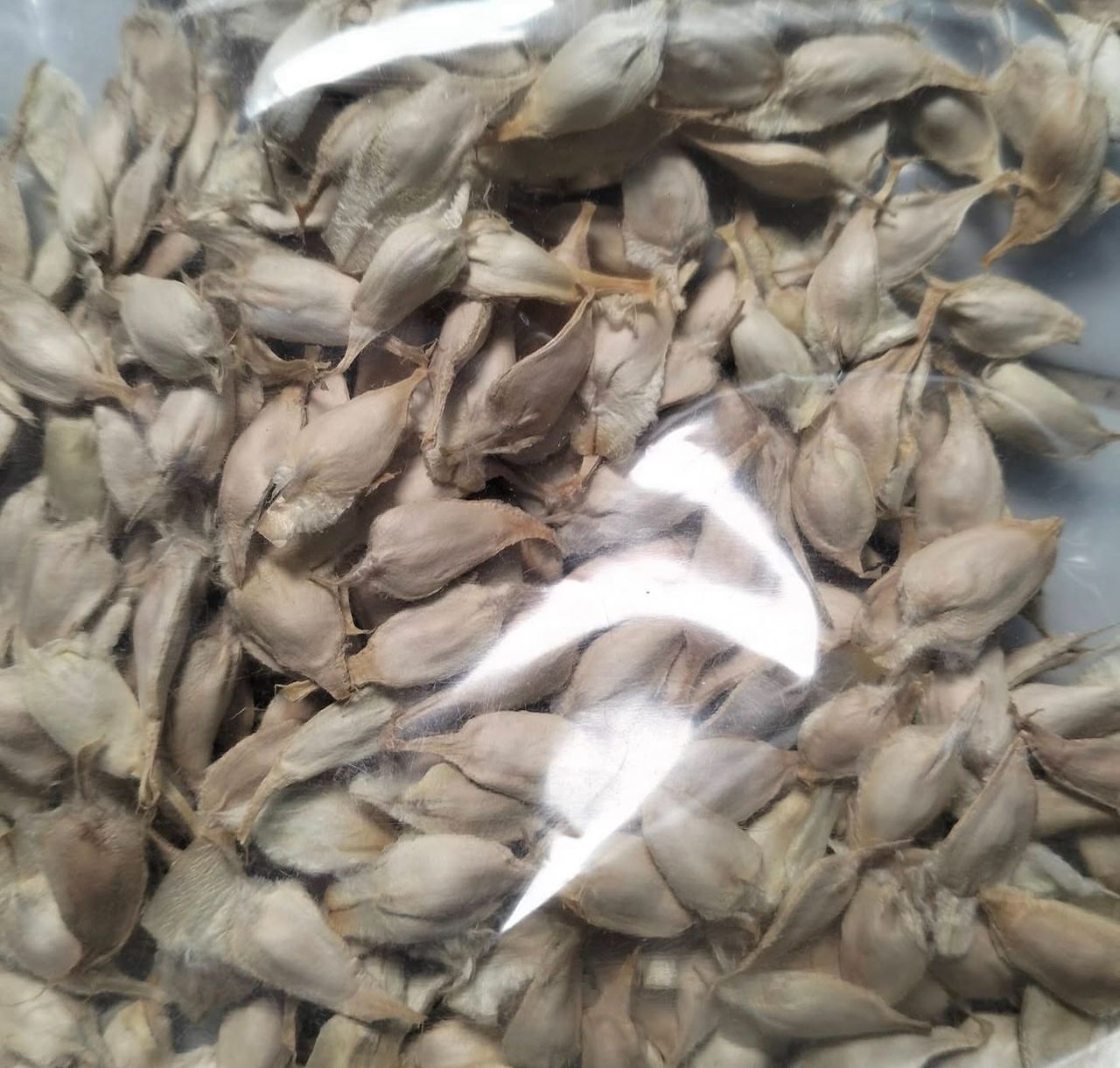 Welwitschia Mirabilis Seeds for Sale