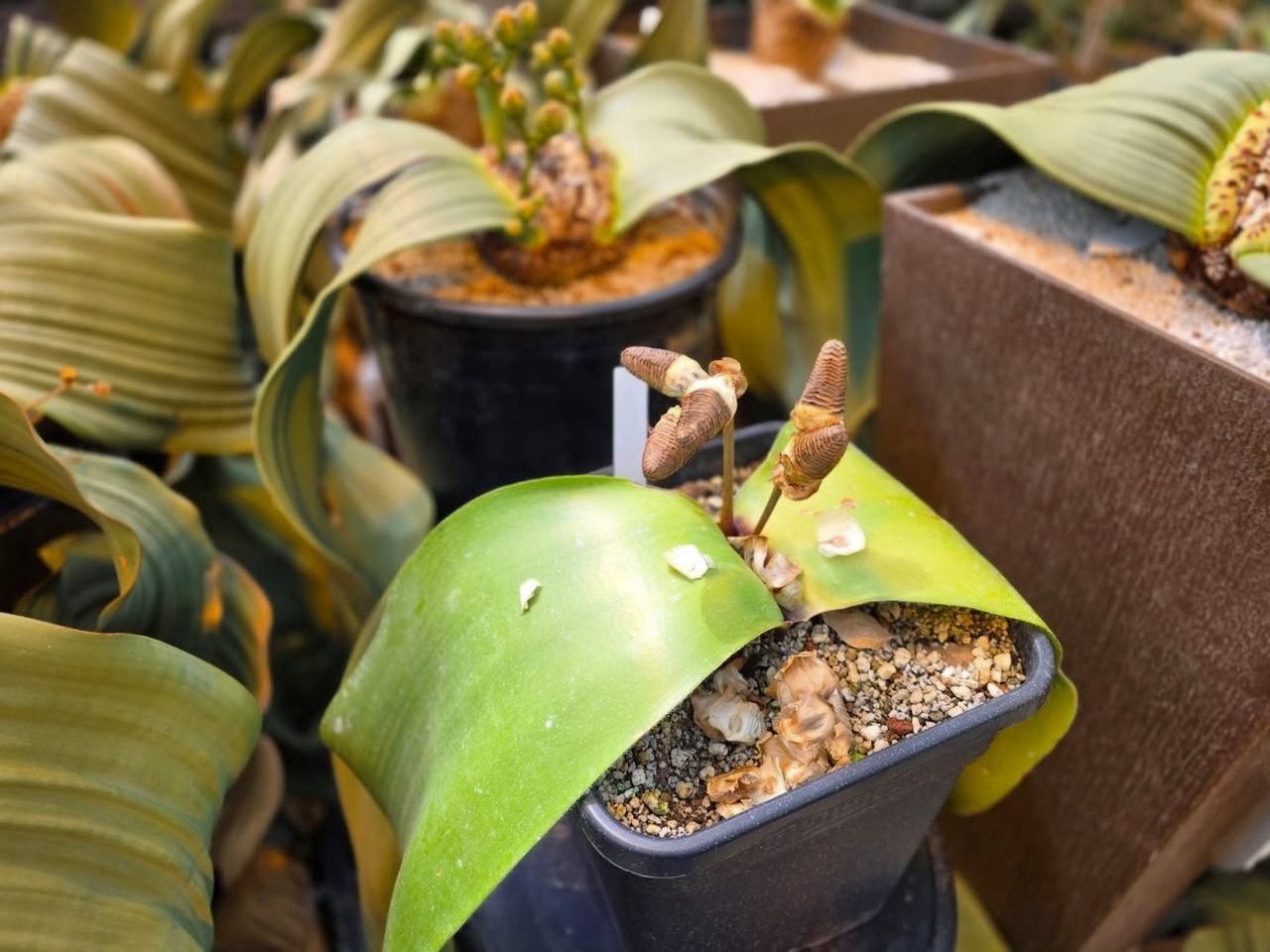 Welwitschia Mirabilis Seeds for Sale