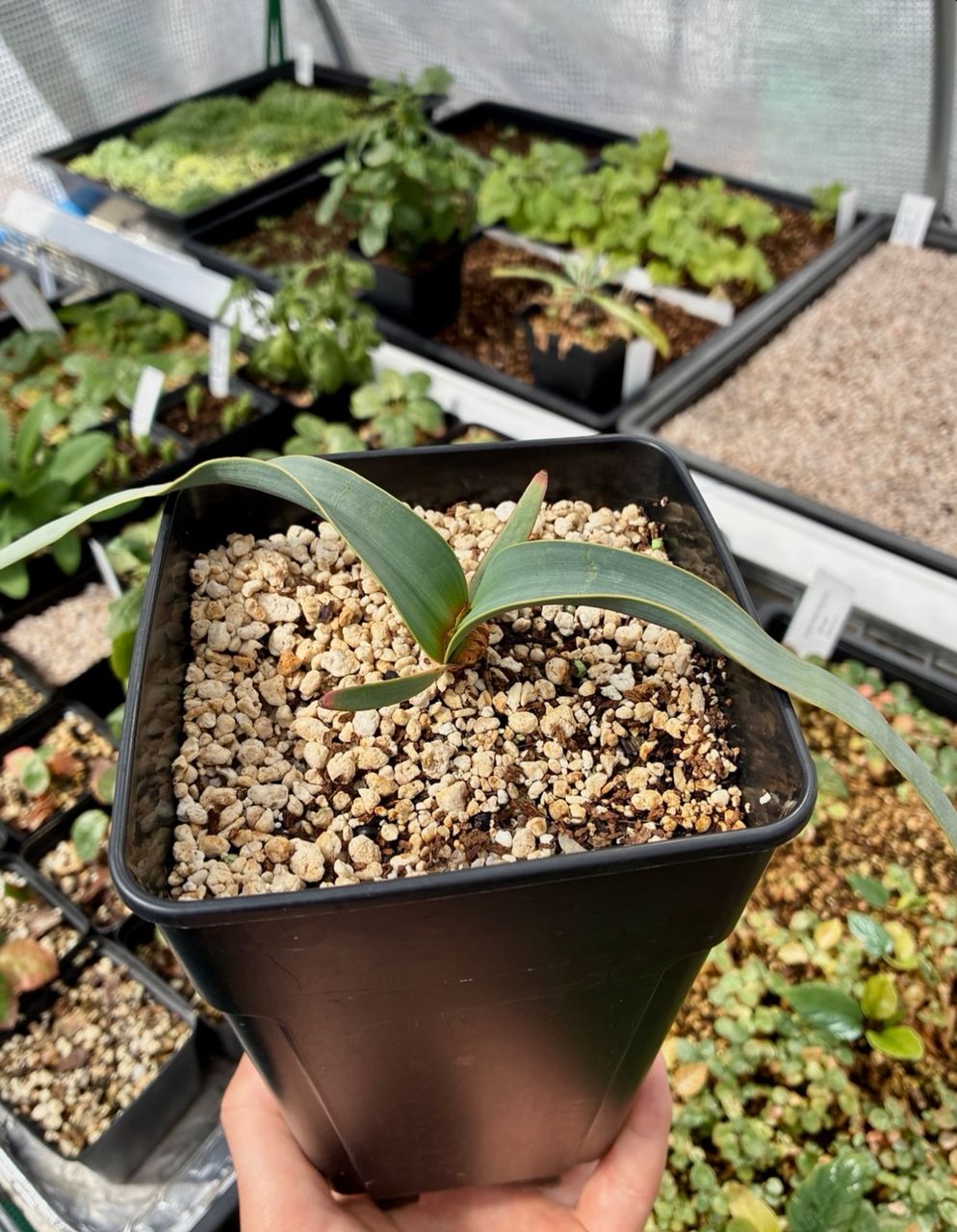 Welwitschia Mirabilis Seeds for Sale