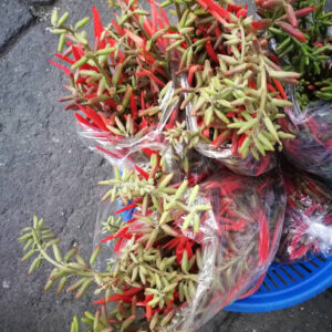 Erythrina berteroana