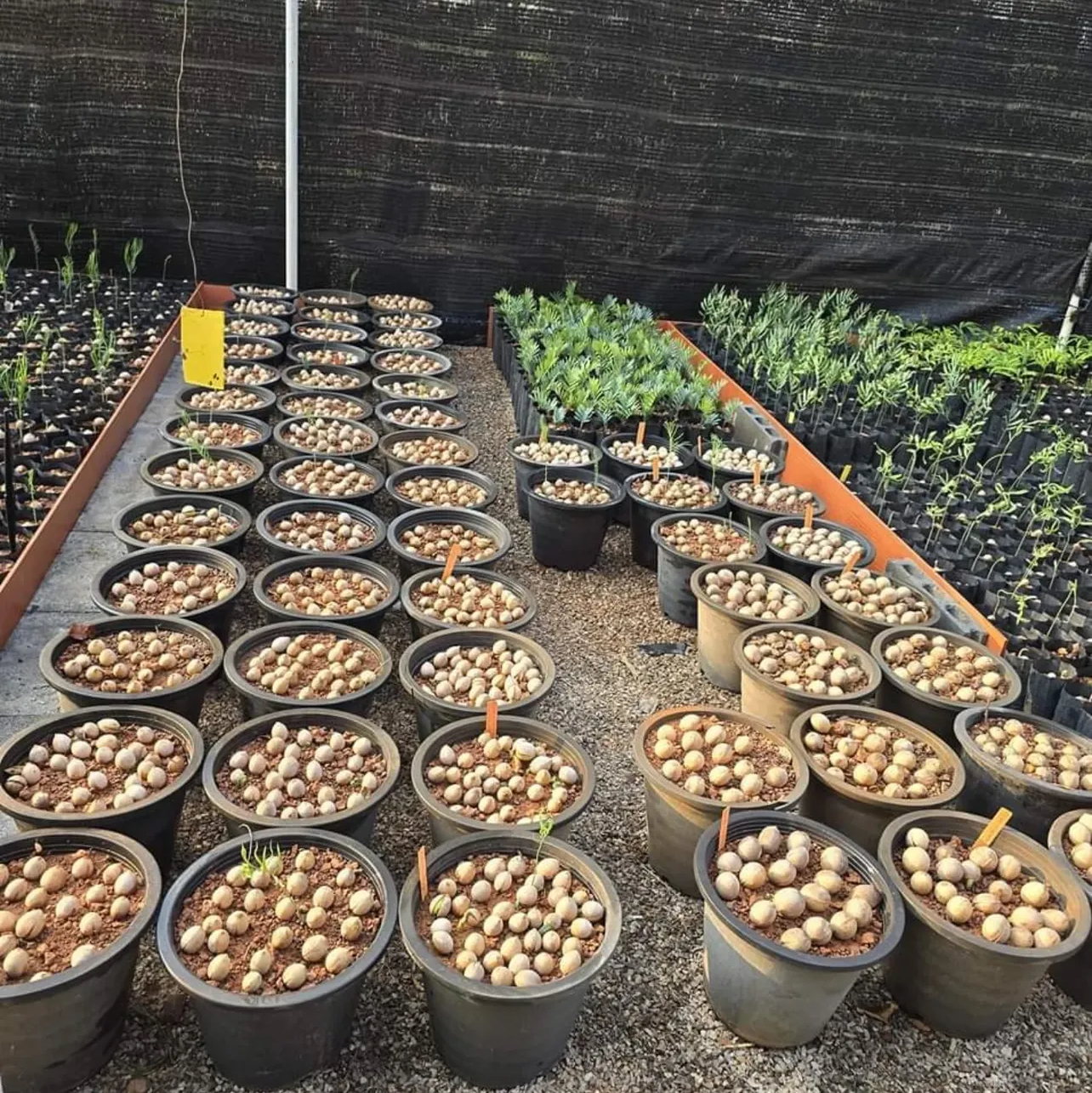 fresh Encephalartos horridus seeds for sale