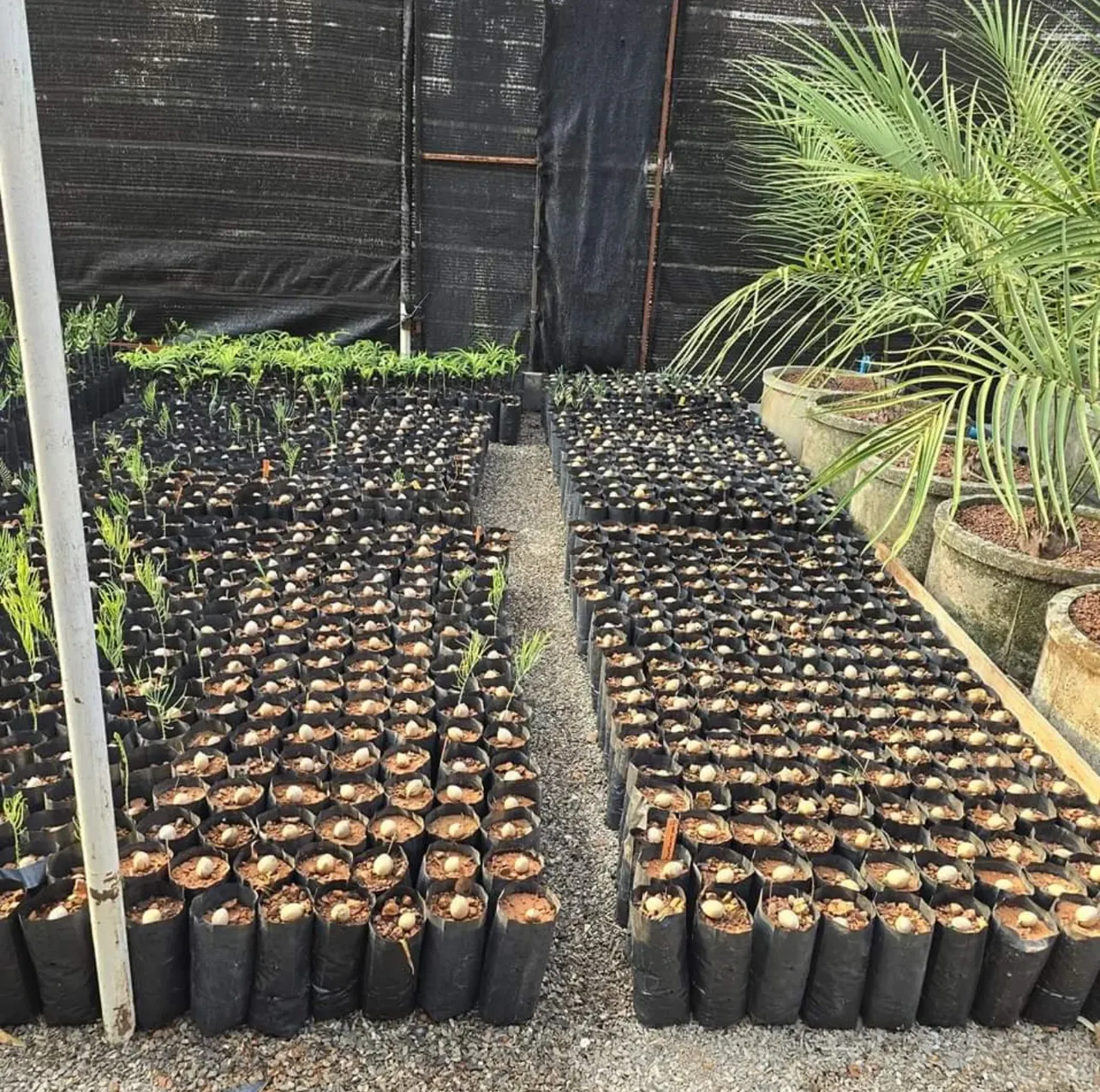 fresh Encephalartos horridus seeds for sale